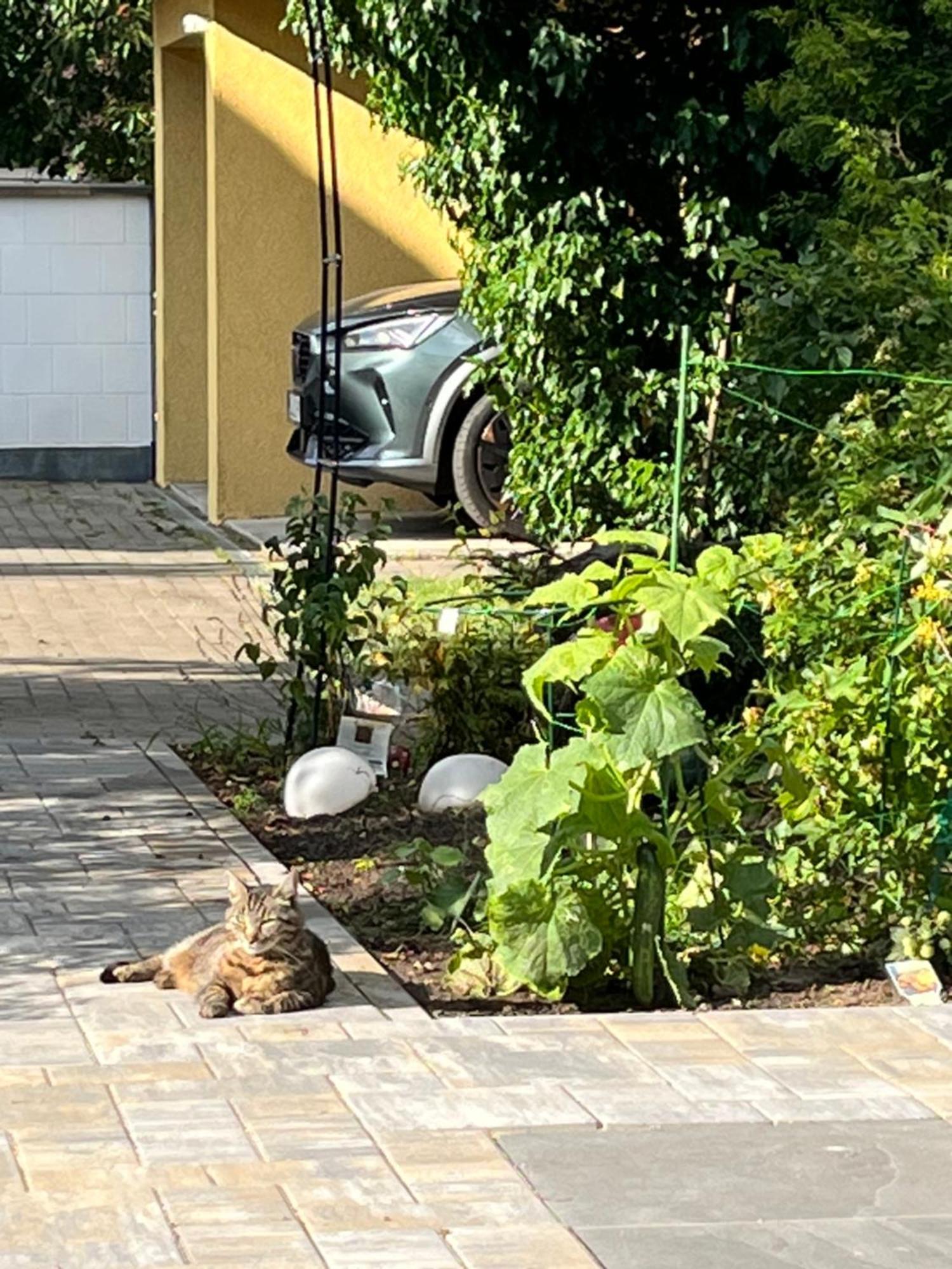 Elbidyll Appartement Maagdenburg Buitenkant foto